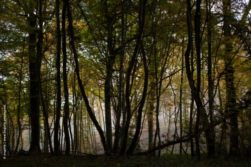 photo © angelle-foret-contre-jours-arbres peinture feuillage lignes barrière