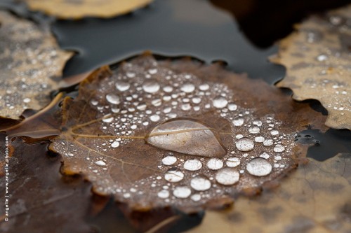 photo © angelle-feuilles-gouttes-lac poésie léger eau pluie rosée automne marron surface lisse harmonie 