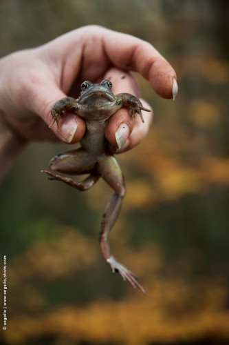 photo © angelle-grenouille-main-foret découverte enfance animal curiosité posture  regard étonnement