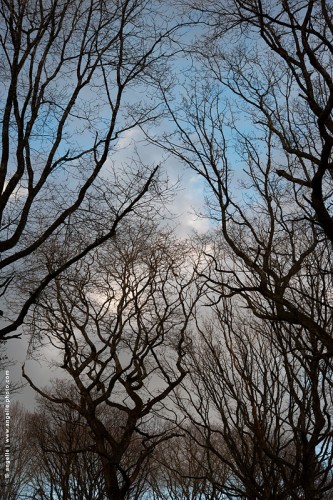 photo @ angelle-branches-arbres-ciel-gris-bleu foret motif humeur espoir force tourmente