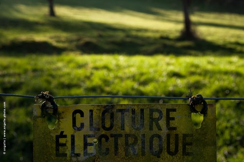 photo @ angelle-cloture-electrique pré panneau espace élevage desuet mise en garde barrière