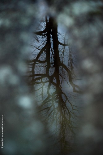 photo photo © angelle-reflet-arbre-flaque scintillant bleuté magie ombre rever pensée soir