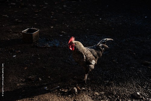 photo @ angelle-coq-basse-court-boue gamelle terre rouge soiree crete poulailler élevage plume vide