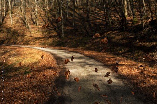 photo © angelle-route-feuilles-volanteslumiere chemin forestier vent bourrasque hivers or