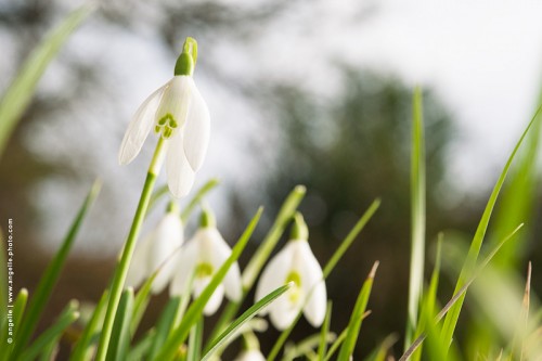photo © angelle-fleurs-blanches-printemps perce neige début mars nature blanc vert  jardin