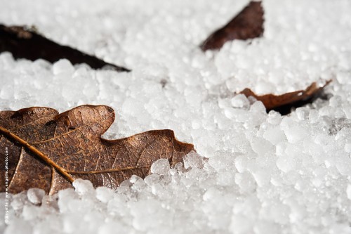 photo @ angelle-grele-feuilles froid giboulée feuille recouvrir instant glace hivers 