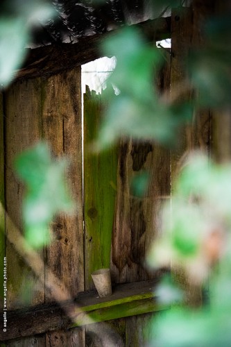 photo © angelle-cabane-verre-feuillage-foret repos attente guet abri chasse forestier