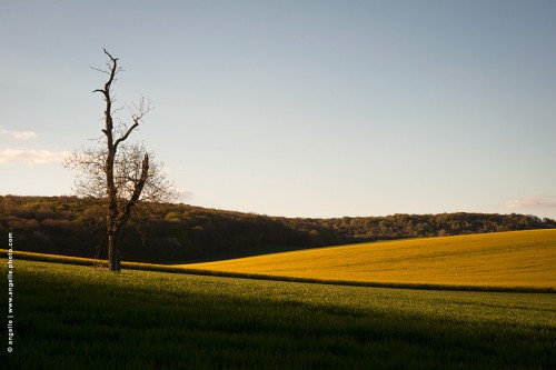 photo © angelle champs-arbre-colza-culture printemps lumiere vallons courbe pureté 