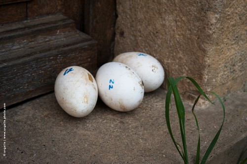 photo © angelle 3-oeufs-d-oie-porte campagne offrande cadeau nourriture poulailler dates intimité voisinage
