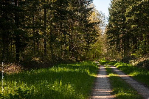 photo © angelle-chemin-foret-sapins printemps douceur foisoner vert tendre promenade 