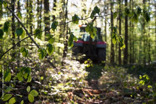 photo © angelle-tracteur-foret forestier exploitation arbre feuillage ombre puissance 