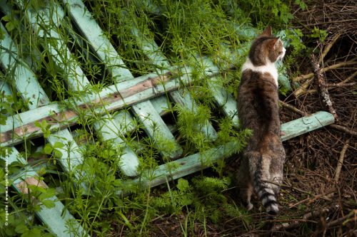 photo © angelle-chat-barriere curiosite casse bois élégance nature vert printemps