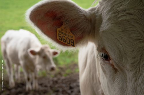 photo@angelle-vache-et-veau nature elevage pré yeux tristesse 
