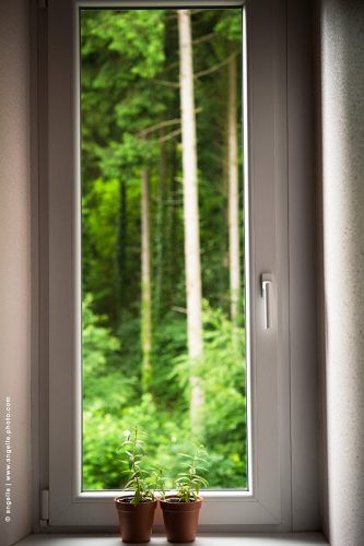 photo © angelle-fenetre-sapin plantes vue vertiacalite verdure foisonnant histoire