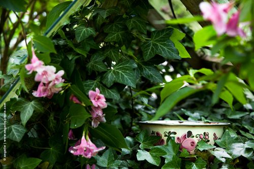 photo © angelle-casserole-fleur-alsace rose nature incongrue vegetation verdure
