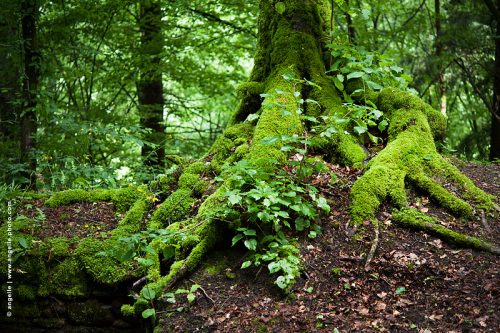 _DSC1865-arbre-mousse-foret-alsace ancien racines magique vert foisonnant déplacement 