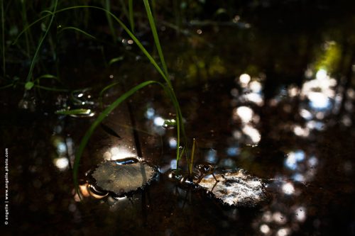 photo  angelle-marre-feuille-contre-jour bulles noir et blanc eau reflet sombre nature