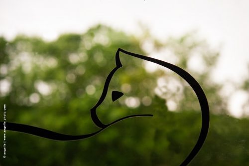 photo © angelle-dessin-chat-fenetre décoration magasin animal silhouette rondeur