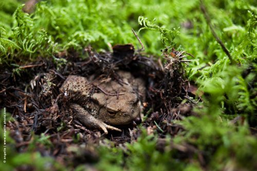photo © angelle-crapeau-cacher-mousse foret grognon immobile cailloux animal batracien mystere