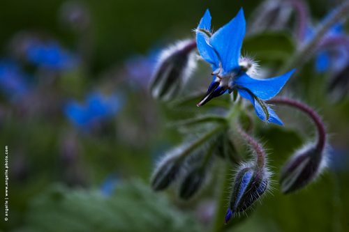 photo © angelle-fleur-bleue bec oiseau crépuscule beauté couleur fleurs des champs