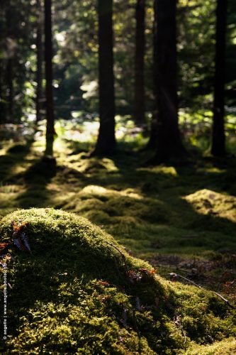 photo @ angelle-bosse-mousse-foret dense lumiere arbre paysage miniature