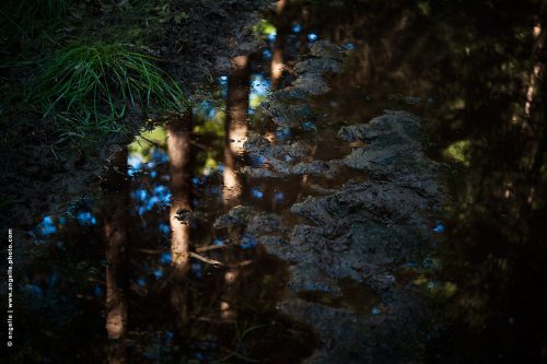 photo @ angelle-chemin-reflets-pins troncs boue flaque reflet ciel lumiere sombre