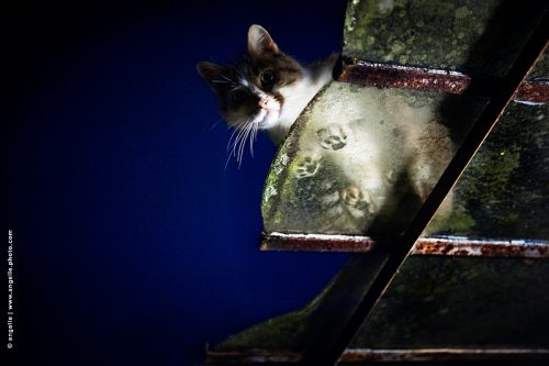 photo @ angelle-chatte-marquise maison nuit étrange peur regard guet appent 