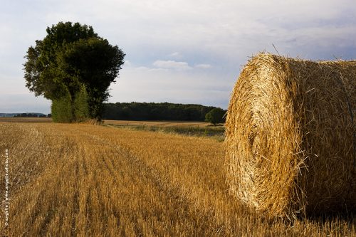 photo @ angelle-botte-paille-et-arbres-culture coupe géométrie été campagne 