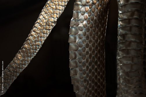 photo @ angelle-peau-serpent mue nature bijou finesse ecailles 