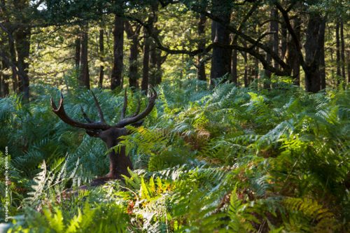 photo @ angelle-cerfs-bois-de-dos fougeres foret profonde vision etrange animal sauvage branches
