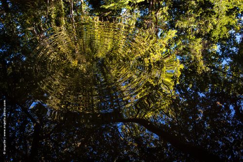 _DSC4934-rond-dans l eau-foret reflets magie mouvement cercle paysage déformation miroir 