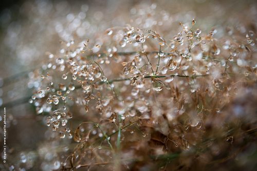 photo © angelle-goutelettes-herbes-legeres pluie averse bijou lumiere brillance eau