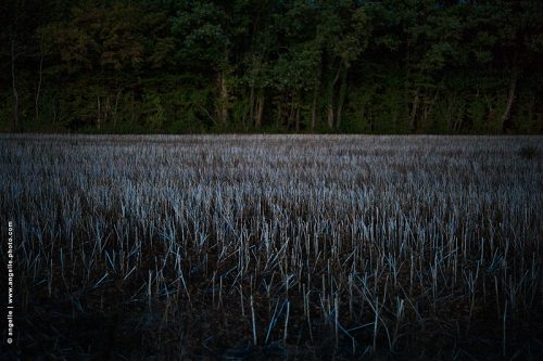 photo ©  angelle-champ-paille foret crépuscule nuit culture automne 