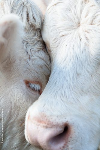 phot © angelle-vaches-calin-clair douceur abandon paisible élevage campagne animaux