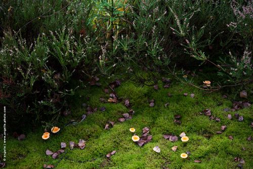 photo © angelle-mousse-champi-orange-bruyerefeuille automne tapis automne