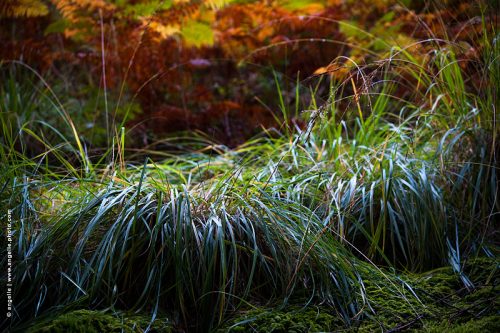photo © angelle-herbes-fougeres-foret bruyere foret lumiere contre jour lisière couleur automne