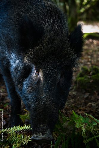 photo © angelle-sanglier sauvage foret animal chasse regard effrayant