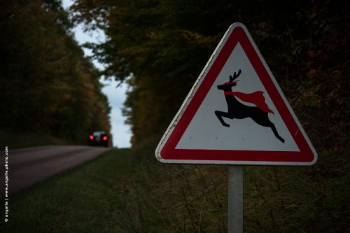 photo © angelle-cerf-deguise-panneau route foret detournement animal feux rouge humour soirée 