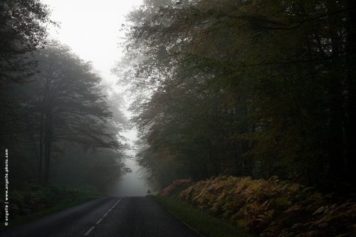 photo © angelle-route-foret-brouillard-premery voyage inconnu panneau mystere