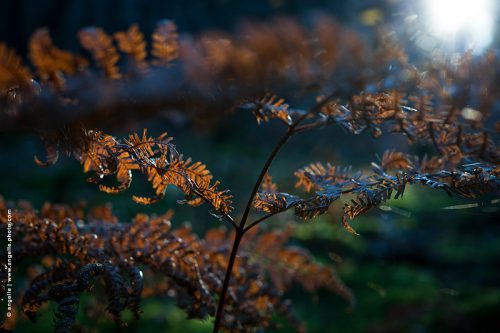 photo © angelle-fougere-contre-jour foret automne couleur tordue rétracter 