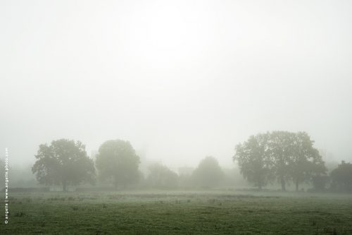 photo © angelle-champs-premery brouillard espace coton arbres