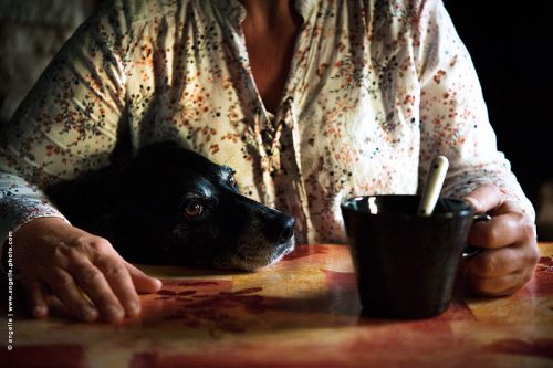 photo © angelle-femme corsage chien matin petit déjeuner gourmandise affection tasse regard