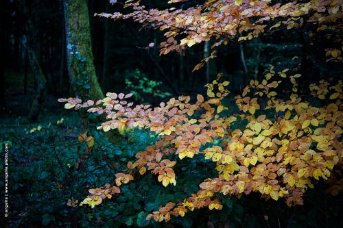 photo -© angelle feuillage-jaune-soir automne mystère foret or couleur charme