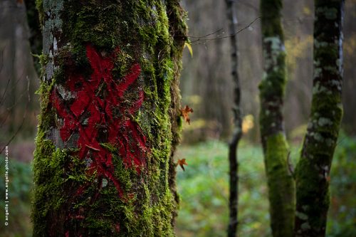 photo © angelle-tronc-rayure-rouge marque arbre mousse foret abattage
