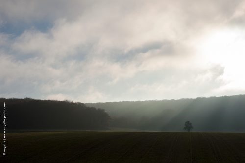 photo © angelle-arbre-champ-gloire paysage brume isolé ambiance automne lumiere