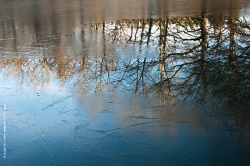 photo © angelle-etang-gele reflet bleute arbre glace paysage hiver