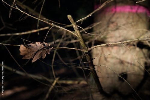 photo © angelle-tronc-bonhomme-bandeau-magenta douglas feuille foret lumiere ombre 
