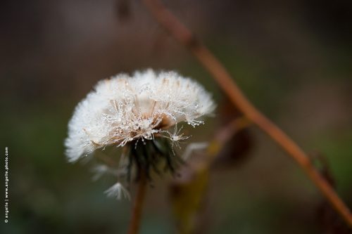 photo © angelle-fleur-pissenlit-givree froid hivers leger etrange foret plante