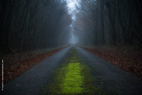 photo © angelle-route-foret-bande-verte brouillard hivers lumiere tombante aller de l'avant vicinale forestière 
