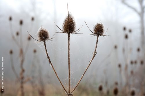 photo © angelle chardon-goutelettes brume foret tisser tissage araigné fil structure finesse delicatesse